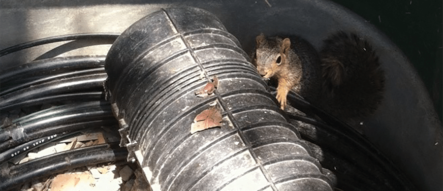 A grey squirrel pops its head up and over a black electrical conduit inside of an electrical cabinet.