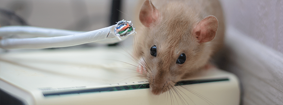 Eine braune Ratte neben einem angenagten Glasfaserkabel